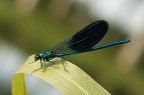 Calopteryx splendens maschio Calopteryx splendens maschio