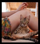 Gatto Egiziano Gatto Egiziano