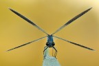 Calopteryx Splendens Calopteryx Splendens