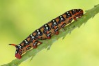 Hyles Euphorbiae