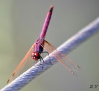 libellula libellula