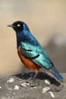 superb starling superb starling
