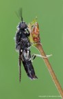 Hermetia illucens, Dittero Stratiomiydae Hermetia illucens, Dittero Stratiomiydae