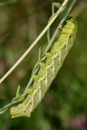 Agrius convolvuli Agrius convolvuli