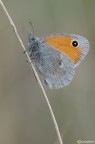 Coenonympha pamphilus Coenonympha pamphilus