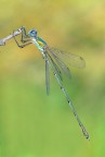 lestes viridis lestes viridis