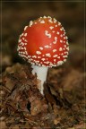 amanita amanita