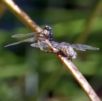 ... così fan tutte .. ... così fan tutte ..