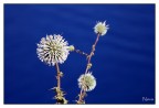 Solo un fiore Solo un fiore