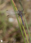 Questo scatto, che per molti motivi poteva essere fatto meglio, ve lo voglio comunque mostrare perch nasconde una simpatica particolarit.

Trattasi di esemplare femmina di Orthetrum Coerulescens. 
La particolarit? Ha i colori del maschio, ossia  androcroma.

Exif: F/11, 1/400sec, ISO 160, Exp Comp -1eV, Mano libera
[url=http://img543.imageshack.us/img543/552/img2550.jpg]Versione alta risoluzione[/url]