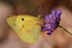 Colias crocea Colias crocea