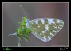 ...Pontia daplidice... ...Pontia daplidice...