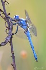 Orthetrum-brunneum Orthetrum-brunneum