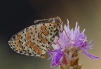 Melitea bagnata farfalla fotunata Melitea bagnata farfalla fotunata