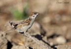 Passera Mattugia