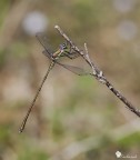 Vi sarei grato se oltre ai commenti voleste azzardare l'identificazione. Mi pare una L. Viridis ma non sono sicuro!

Exif: f/9, 1/400s, ISO 160, Exp Comp -0.3eV, Cavalletto

Versione HR: [url]http://img101.imageshack.us/img101/6582/img2565lf.jpg[/url]