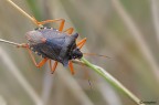 Pentatoma rufipes