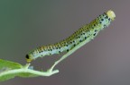 Larva di Arge ochropus su sfondo multicolore Larva di Arge ochropus su sfondo multicolore