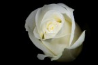 Una rosa bianca, un sabato piovoso...