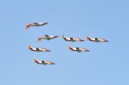 Pattuglia acrobatica Spagnola - "Patrulla Aguila"
Manifestazione aerea Rivolto (UD) 11-12/09/2010
Cinquantesimo anniversario della Pattuglia Acrobatica Nazionale
Frecce Tricolori