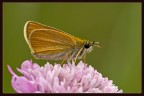 Hesperidae Hesperidae