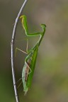 Mantide religiosa Mantide religiosa