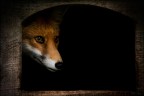 goodmorning Mr. Fox goodmorning Mr. Fox