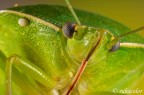 Cimice da vicino Cimice da vicino
