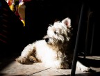 intimit� domestica#6