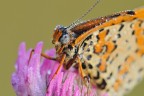 Melitea Didyma