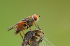 Ectophasia Crassipennis Ectophasia Crassipennis