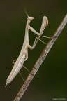 F16
1/10
ISO 100
Si dovrebbe trattare di una mantide iris oratoria allo stadio giovanile, per via delle piccole alucce che si stanno sviluppando.
In questo scatto ho usato due flash accuratamente dosati e posizionati per mettere in evidenza pi dettaglio possibile.
I colori e l'atmosfera sono  quelli del primo mattino con il cielo nuvoloso.
Spero che vi piaccia

Alberto




HIGH RES 2500:

http://img248.imageshack.us/img248/9152/mg54242500hd.jpg