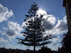 Albero in controluce Albero in controluce