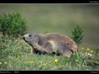 Marmotta PNGP # 1 Marmotta PNGP # 1