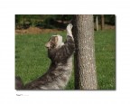 Gatto Gatto