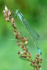 Damigella Damigella