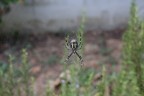 Argiope "Ragno vespa" Argiope "Ragno vespa"