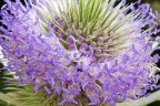 Fiore Fiore