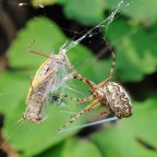Senza via di scampo Senza via di scampo
