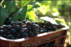 Vendemmia Vendemmia