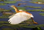 Sgarza ciuffetto(Ardeola ralloides) Sgarza ciuffetto(Ardeola ralloides)