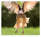 Volo frontale Volo frontale