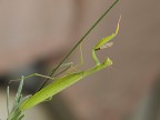 mantide..mutilata..