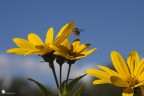 In mancanza di soggetti macro stamani mi sono dilettato con qualche fiore e ho beccato con un po' di fortuna anche un simpatico insetto che svolazzava sopra un piccolo gruppo di fiori di Topinambur (Helianthus tuberosus).

Spero vi piaccia, a me i colori sembrano belli.
Versione HR: [url]http://img810.imageshack.us/img810/7115/img2671c.jpg[/url]
EXIF: 105mm, f/11, 1/400sec, ISO 125, Comp. Esp -1eV, Mano libera