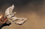 Mantide (3 Foto)