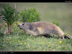 Marmotta PNGP # 2 Marmotta PNGP # 2