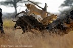 Tanzania, serengeti al mattino presto