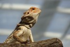 Iguana Iguana