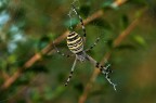 argiope con handicap argiope con handicap