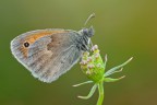 Coenonympha Pamphilus Coenonympha Pamphilus